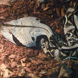 West African gaboon viper (Bitis rhinoceros)