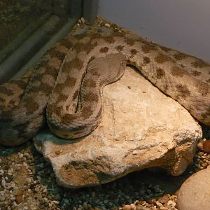 West-Asian blunt-nosed viper (Macrovipera lebetina obtusa)