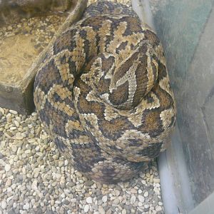 Palestine viper (Daboia palaestinae)
