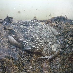 Cane toad (Rhinella marina)