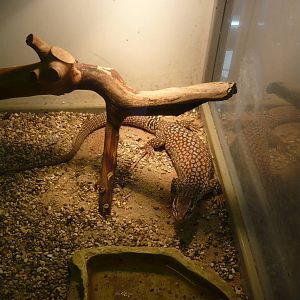 Spiny-tailed monitor (Varanus acanthurus)
