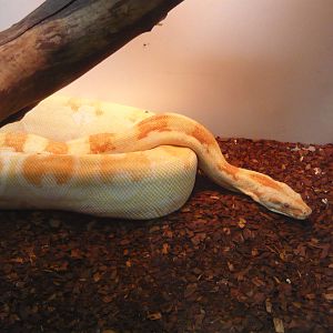 Colombian boa (Boa constrictor imperator)