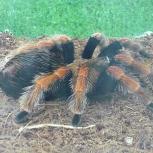Mexican rustleg tarantula (Brachypelma boehmei)