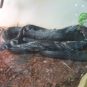 Chicken snake (Spilotes pullatus)