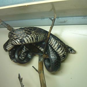 Chicken snake (Spilotes pullatus)