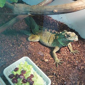 Amboina sailfin lizard (Hydrosaurus amboinensis)