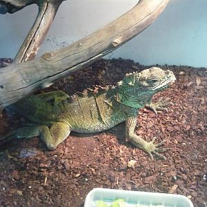 Amboina sailfin lizard (Hydrosaurus amboinensis)