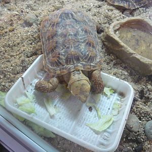 Pancake tortoise (Malacochersus tornieri)
