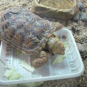 Pancake tortoise (Malacochersus tornieri)