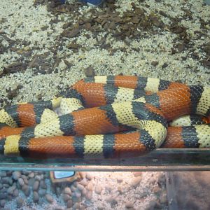 Pueblan milk snake (Lampropeltis triangulum campbelli)