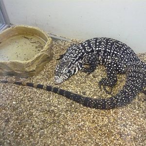 Argentine black and white tegu (Tupinambis merianae)