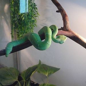 North Philippine temple pitviper (Tropidolaemus subannulatus)