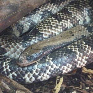 False water cobra (Hydrodynastes gigas)