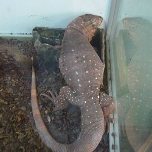 Argentine red tegu (Tupinambis rufescens)