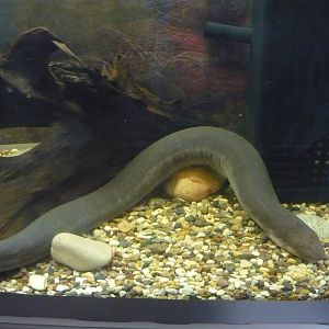 Three-toed amphiuma (Amphiuma tridactylum)