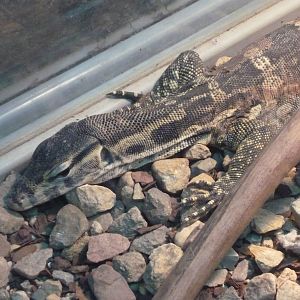 Asian water monitor (Varanus salvator)