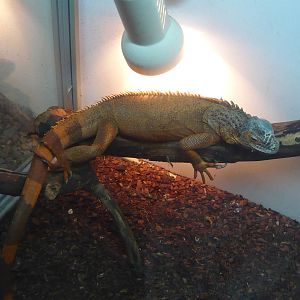 Green iguana (Iguana iguana)