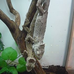 Cuban false chameleons (Chamaeleolis porcus)