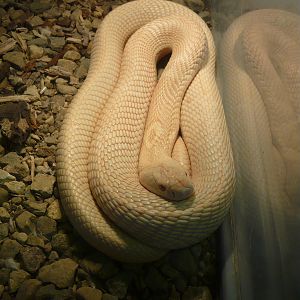 Albino Monocled cobra (Naja kaouthia)