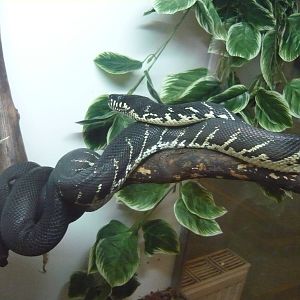 Boelen's python (Morelia boeleni)