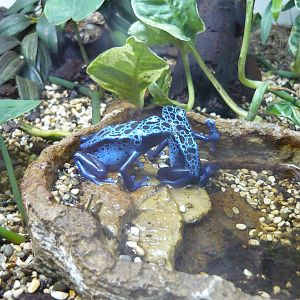 Blue poison dart frog (Dendrobates tinctorius)