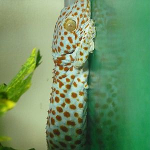 Tokay gecko (Gekko gecko)