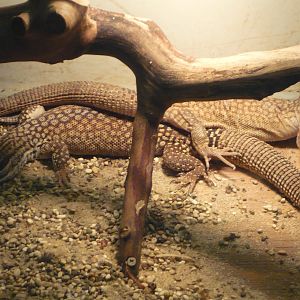 Spiny-tailed monitors (Varanus acanthurus)