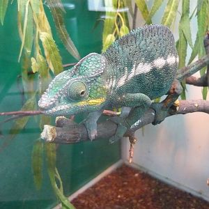 Panther chameleon (Furcifer pardalis)