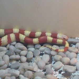 Albino Ruthven's kingsnake (Lampropeltis ruthveni)