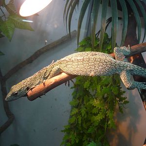Biak tree monitor (Varanus kordensis)