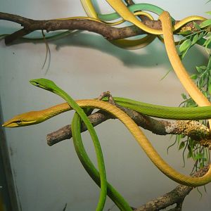 Asian vine snakes (Ahaetulla prasina)