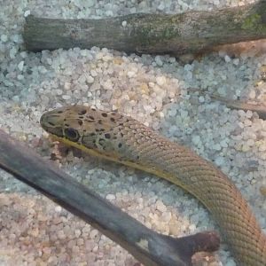 Steppe ribbon racer (Psammophis lineolatus)