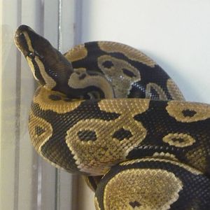 Ball python (Python regius)