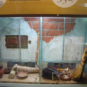 House crickets and Oriental cockroaches exhibits