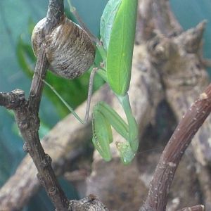 Praying mantis