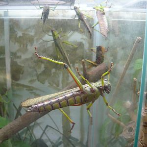 Giant grasshoppers (Tropidacris collaris)