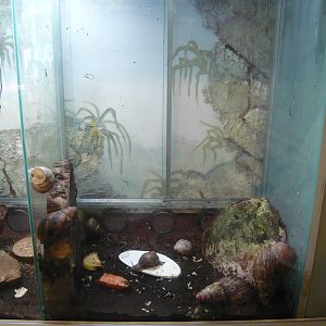 Giant African snails and Apple snails exhibit