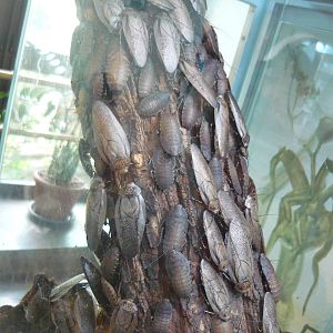 Madeira cockroaches