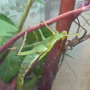 Jungle nymph (Heteropteryx dilatata)