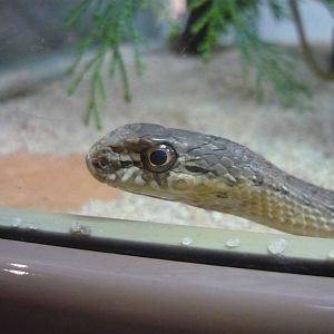Montpellier snake (Malpolon monspessulanus)