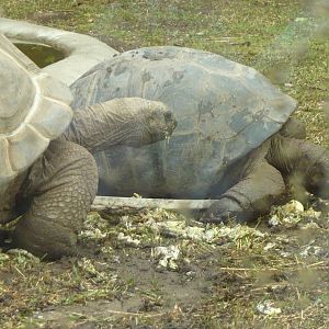 Aldabra giant tortoises (Aldabrachelys gigantea)