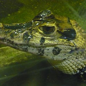Black caiman (Melanosuchus niger)
