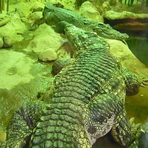 Siamese crocodiles (Crocodylus siamensis)