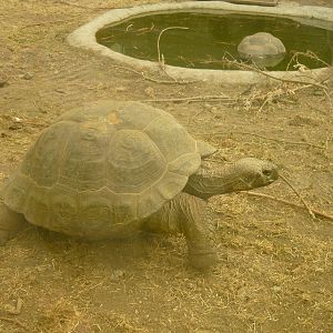 Galapagos giant tortoise (Chelonoidis nigra)