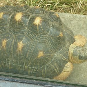 Radiated tortoise (Asterochelys radiata)