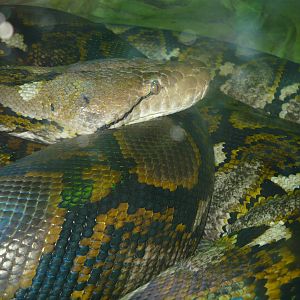 Reticulated python (Malayopython reticulatus)