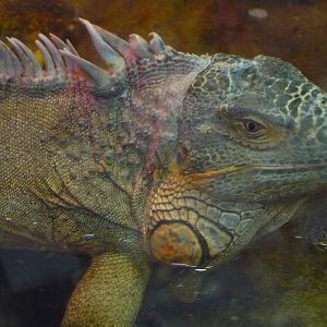 Green iguana (Iguana iguana)