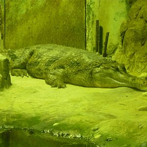 False gharial (Tomistoma schlegelii)