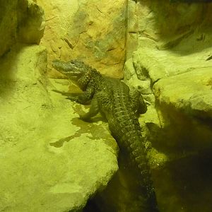 Chinese alligator (Alligator sinensis)