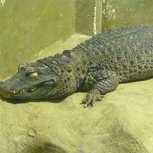 Dwarf crocodile (Osteolaemus tetraspis)
